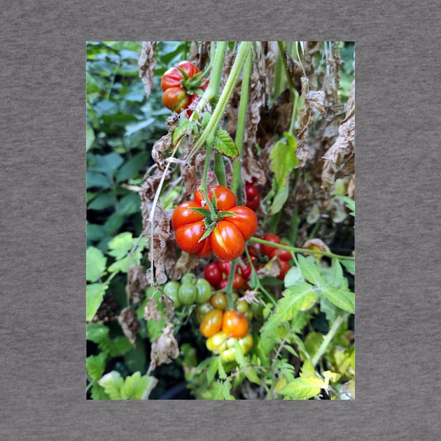 A toothed tomato by Gourmetkater